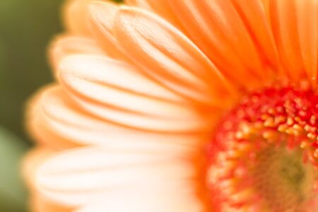 Gerbera closeup with shallow depth of fieldの写真素材