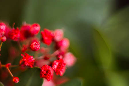 bright floral background in not focus.の写真素材