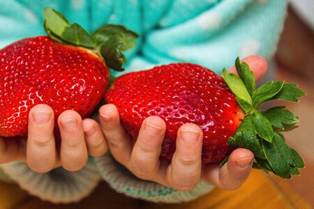 large ripe strawberry, child holds two huge strawberries in his hands