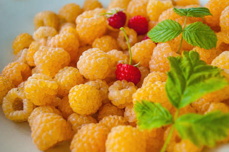 yellow rasberry and green leaves with red berries