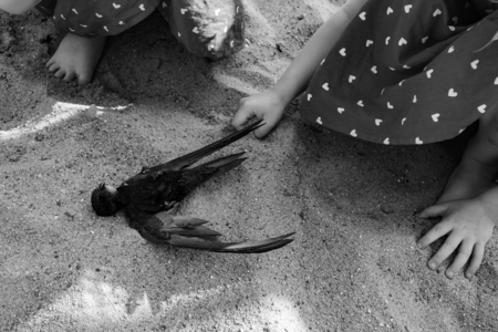 little girls in dresses who have found a dead bird on the sandy shore, the concept of ecologyの写真素材