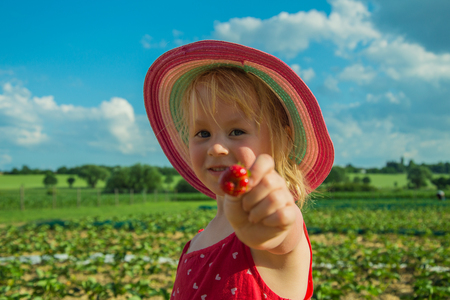 Little girl picking strawberry on farm fieldの写真素材