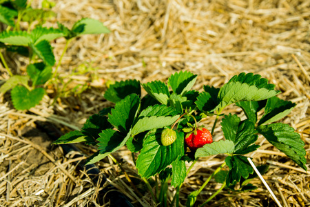 bush with ripe strawberriesの写真素材