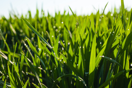 young shoots of wheat with drops of dew, close-up with partial defocusの写真素材