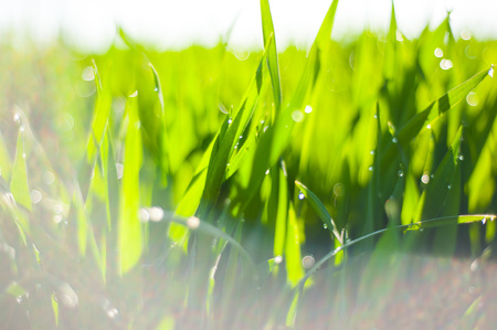 Raindrops on the green grass. Macro shooting of grass after rain. Spring young grassの写真素材