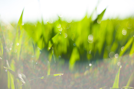 Raindrops on the green grass. Macro shooting of grass after rain. Spring young grassの写真素材