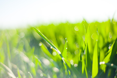 Raindrops on the green grass. Macro shooting of grass after rain. Spring young grassの写真素材