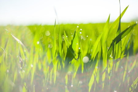 Raindrops on the green grass. Macro shooting of grass after rain. Spring young grassの写真素材