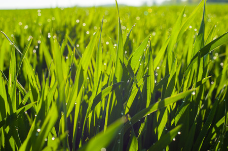 young shoots of wheat with drops of dew, close-up with partial defocusの写真素材