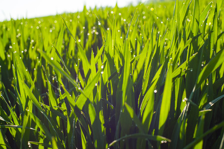 young shoots of wheat with drops of dew, close-up with partial defocusの写真素材
