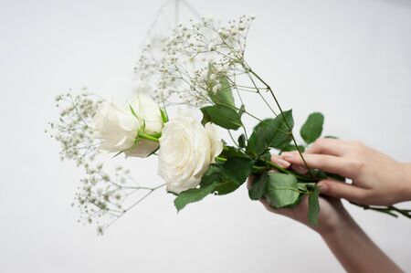 female hands hold delicate white roses on a white backgroundの写真素材