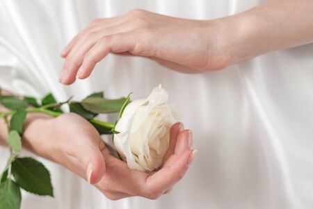 female hands hold white rose, concept of protection, tenderness, innocence.の写真素材