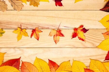 yellow autumn leaves on a wooden background, blank background.の写真素材