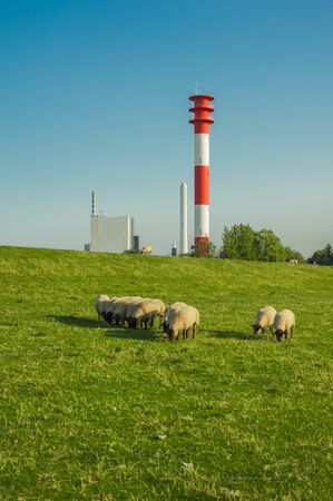 sheep in a meadow on the seashore. against the background of a lighthouse and blue skyの写真素材