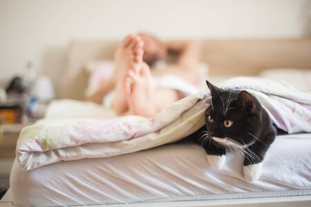 cat sleeping under the covers with owner.の写真素材
