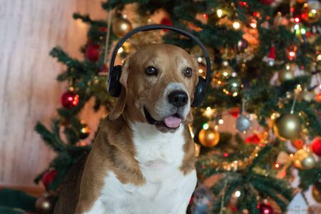 Beagle dog in headphones near decorated Christmas treeの写真素材