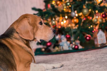 beagle dog near decorated christmas treeの写真素材