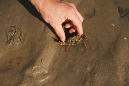 Sea crab on the sand of the Wadden Seaの写真素材