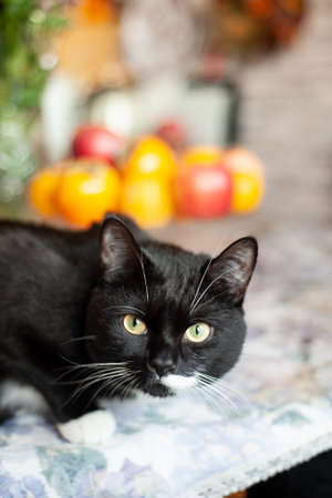 black cat with white spots, clean domestic cat happy with life sits on the tableの写真素材
