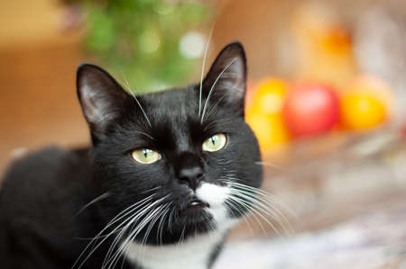 black cat with white spotsの写真素材