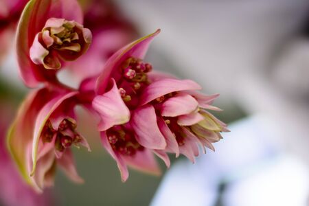 Flowersの写真素材