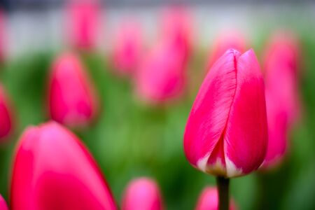 Flowersの写真素材