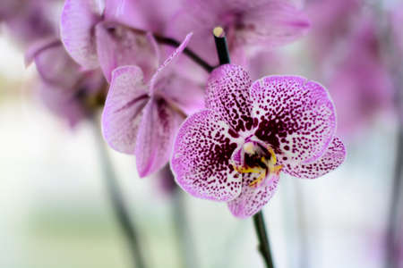 Flowersの写真素材