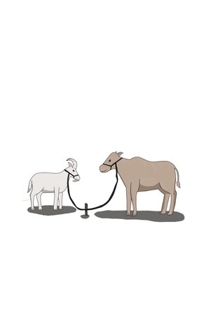 Cow and goatのイラスト素材