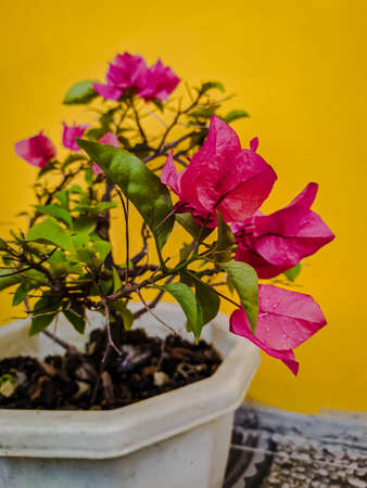 Beautiful bouganville in pot at gardenの写真素材