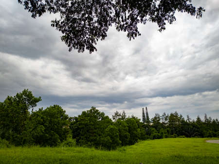 Green field, tree and cloudy sky.の写真素材