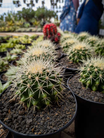 close up ferocactus glaucescens. A group of ferocactus glaucescens. Cactaceae.の写真素材