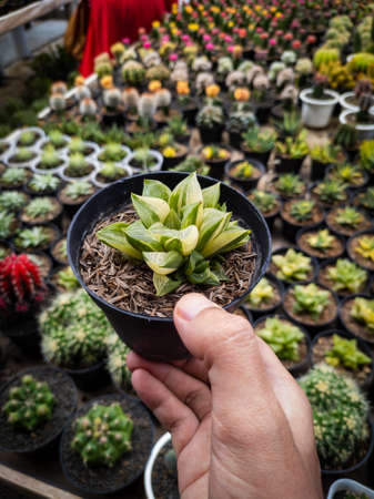 Haworthia Retusa in hand with garden background. Closeup Potted Haworthia Retusa Var. Pilifera, a Mini Succulent Plants.の写真素材