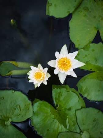 White Lily blooms on the pond. Beautiful white water lilies. Flower on the water surface, close-up.の写真素材