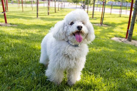 White poodle with a lot of hair looking at the camera and sticking out its tongue.の写真素材