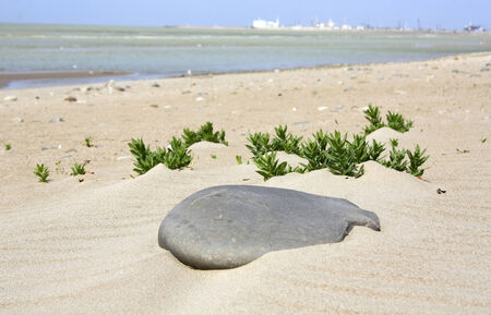 grey stone on the beachの写真素材