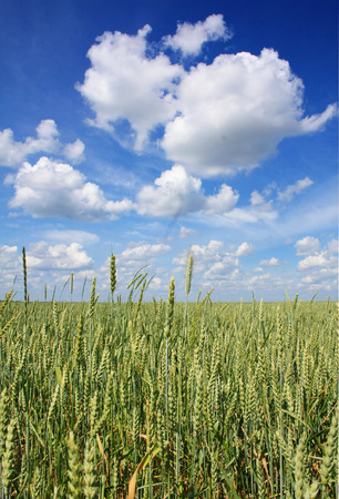 ears of ripe wheatの写真素材
