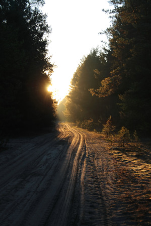 country road in a pine forest early in the morning at dawnの写真素材