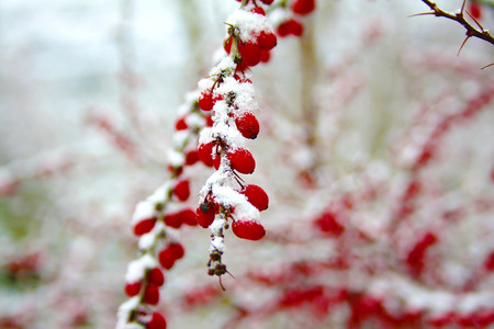 branch with fruit of the barberry is covered with snowの写真素材