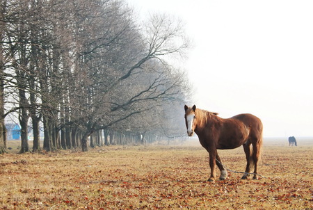 two horses grazing in autumn meadow brightの写真素材