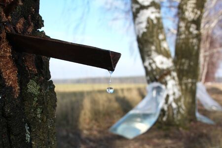 industrial harvesting birch juice in the springの写真素材