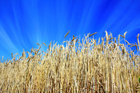 ears of ripe wheat on background skyの写真素材
