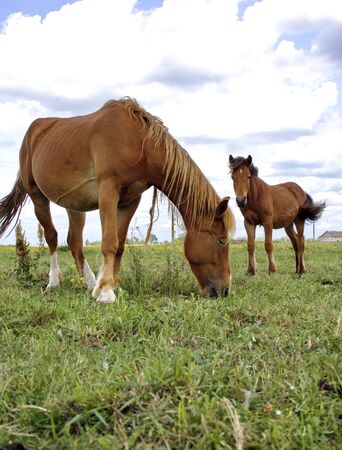 two horses graze in the summer on a meadow in summer dayの写真素材
