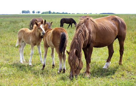 two foals playing with each other, and adult horses eating feedの写真素材