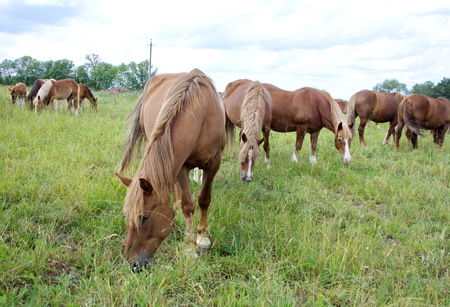 a herd of horses on a summer day grazing in the meadowの写真素材
