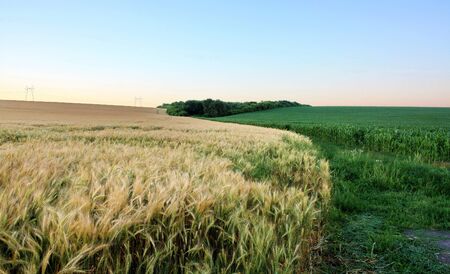 the fields of corn and barley separated winding country road and the bushesの写真素材