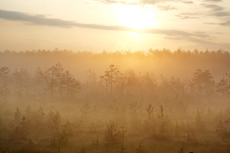 the silhouettes of the trees in the fog at the background of the rising sunの写真素材