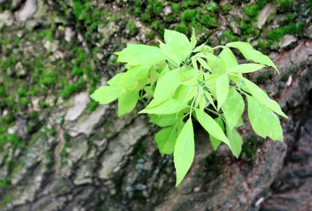 green branch closeup on the trunk of a large treeの写真素材