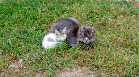 grey cat with a small fluffy colorful kitten gently in each other's arms sitting in the grassの写真素材