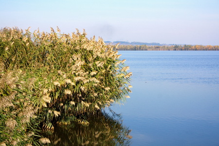 the reeds bent beautifully over the smooth blue surface of the lakeの写真素材