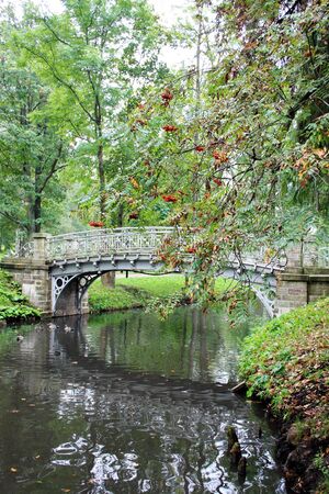 bunches of Rowan berries in autumn Park looms over the quiet river with the old bridgeの写真素材